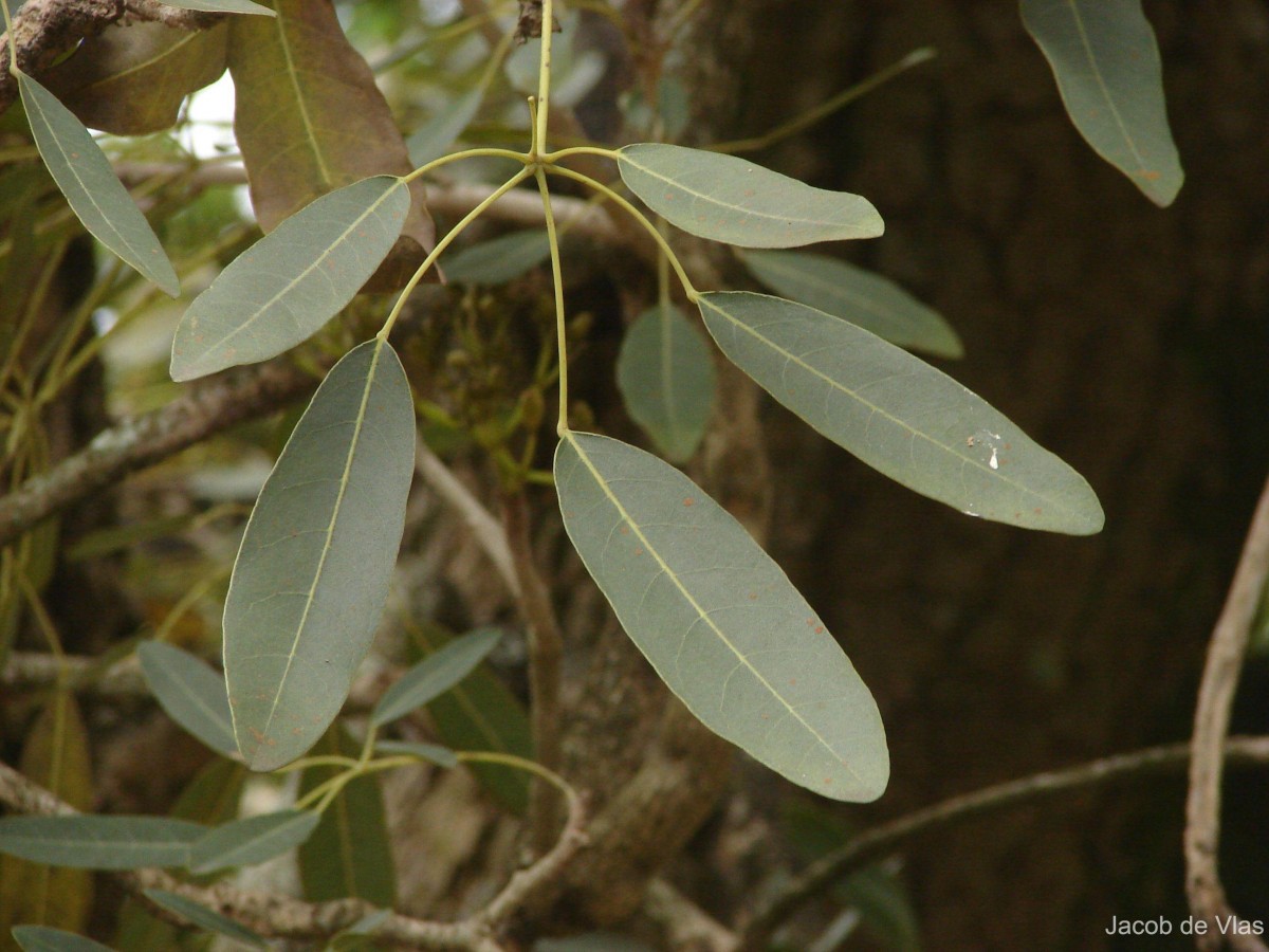 Tabebuia aurea (Silva Manso) Benth. & Hook.f. ex S.Moore